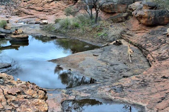 - Watarrka Waterhole Livestream