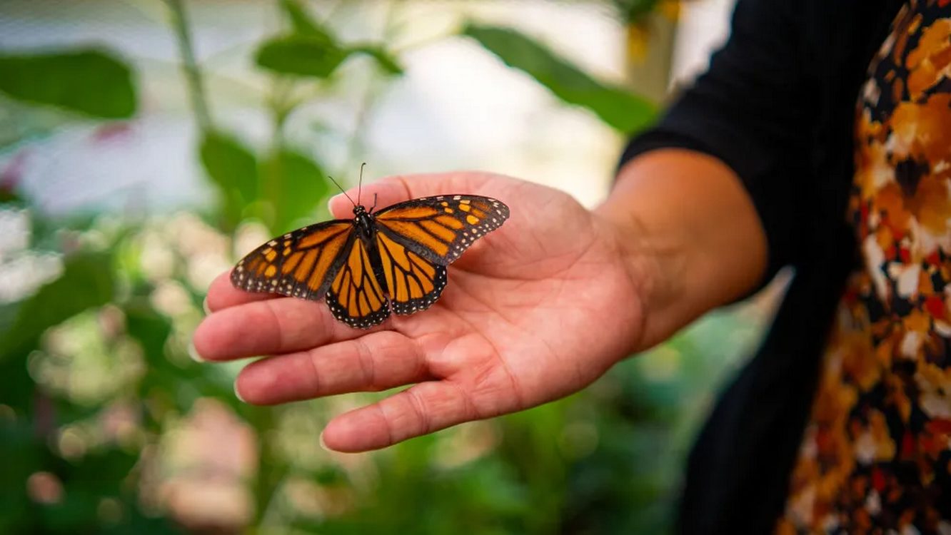 Prisoners Prove Unlikely Heroes to Monarch Butterflies Thanks to Wisconsin Correctional Program