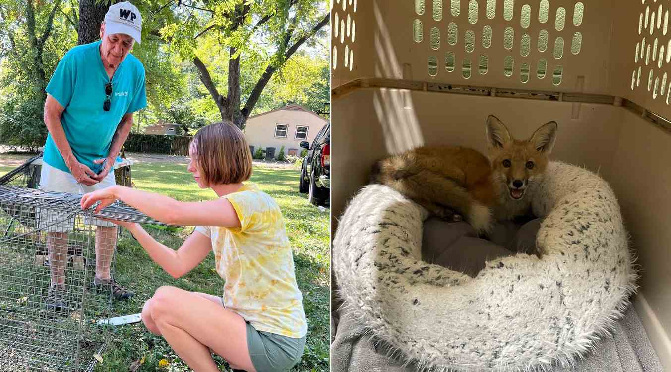 Nashville Singer-Songwriter Becomes Local Celebrity Rescuing Foxes and Saving Them from Mange