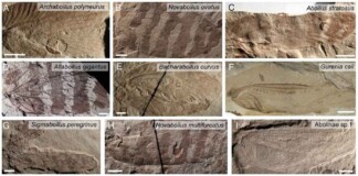 Scientists Recreated Chirps of Jurassic Insects, Simulating a 165 Million-yo Soundscape (Listen)