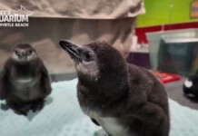 S. Carolina Aquarium Celebrates ‘Baby Boom’ of Critically-Endangered Penguin Chicks