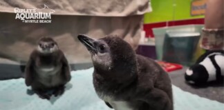 S. Carolina Aquarium Celebrates ‘Baby Boom’ of Critically-Endangered Penguin Chicks