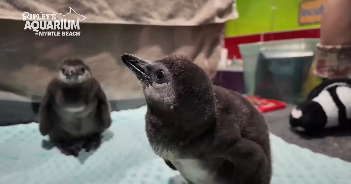 South Carolina Aquarium celebrates a record hatch of critically endangered penguin chicks