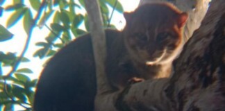 A Strategy of Cash-for-Photos Turns Animal Hunters into Animal Protectors in Indonesia