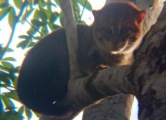 A Strategy of Cash-for-Photos Turns Animal Hunters into Animal Protectors in Indonesia