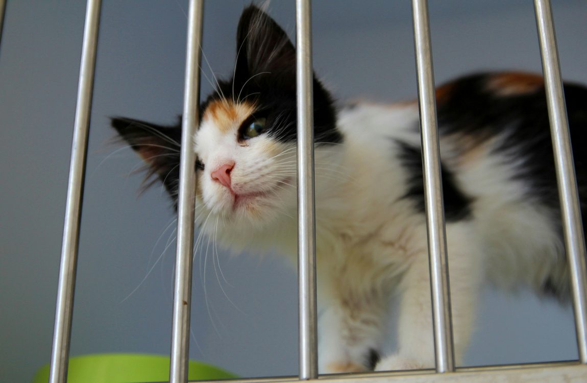 135,000 Shelter Pets Found Forever Homes in August Thanks to NBC’s Annual Adopt-a-thon
