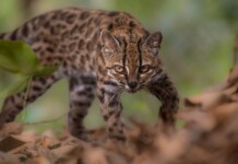 New Cat Species Identified for the First Time in Over 100 Years–Meet the Tilcayo
