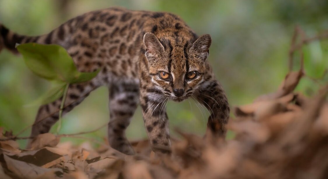 New Cat Species Identified for the First Time in Over 100 Years–Meet the Tilcayo