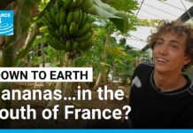 Resilient French Farmers Use Warming Climate to Grow the Country’s Own Tropical Fruit