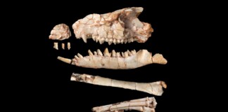 New Gobi Desert Fossil Rewrites a Chapter of Mammal Evolution