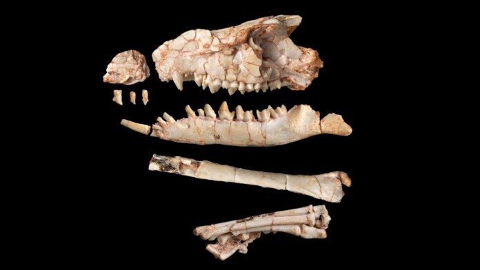 Tamirkhan balcarceli (skull and partial hindlimb) - credit, Nicole Wong / © AMNH
