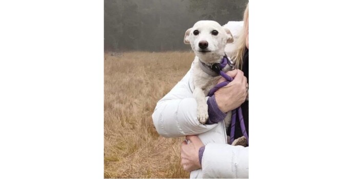 Lost Dog Found After a Month Lost in Yellowstone