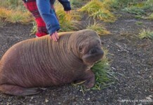 Rescuers Ensure Orphaned Baby Walrus Gets a Second Chance (LOOK)