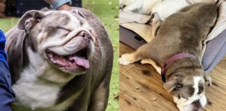 Massive 70lb Dog the Size of Baby Hippo Sheds Pounds and Gets New Home