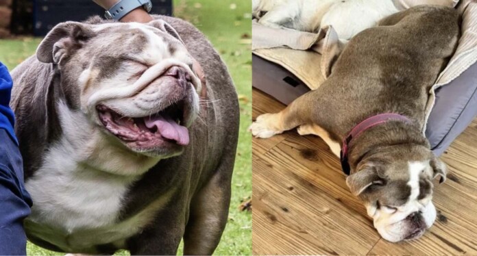 Bulldog before and after by RSPCA / SWNS