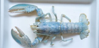 Rare 1-in-100M ‘Ghost Lobster’ Goes to School to Help Scientists Crack Genetic Mystery–in Time for Halloween