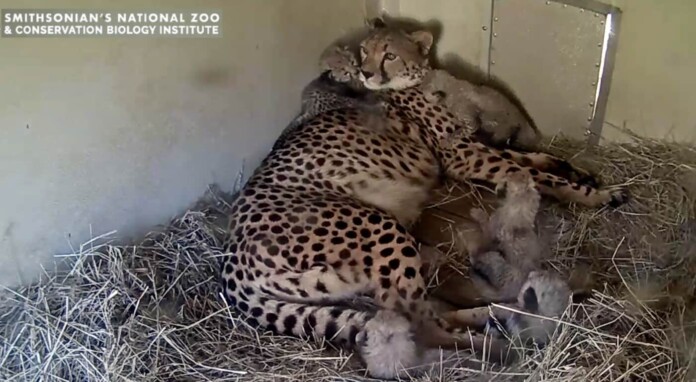Cheetah Cam screenshot via Smithsonian Conservation Biology Institute