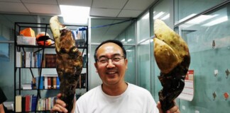 Scientists Shocked to Discover ‘D-rex’, a Giant Fungus from Chinese Forests Dating Back 65 Million Years