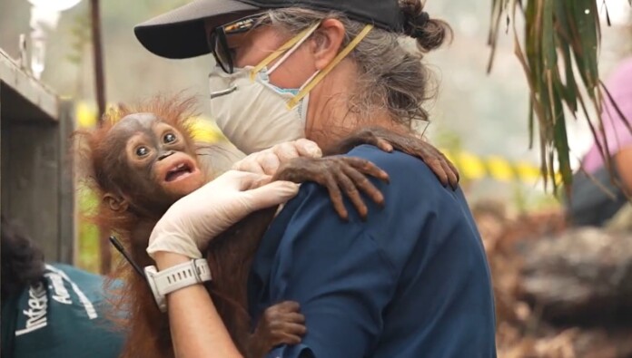 Dr Karmele Llano Sanchez rescues baby orangutan Credit-YIARI BKSDA and International Animal Rescue-RELEASED