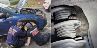 Tiny Black Cat Stuck in Car Engine Brings Unexpected Joy to Couple With Halloween Wedding Anniversary