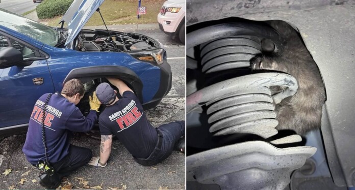 Fire and Rescue service rescues kitten in suspension-SUBMITTED