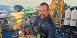 Bizarre Rescue Sees Divers Save Kangaroo That Found Itself Over a Mile from Dry Land
