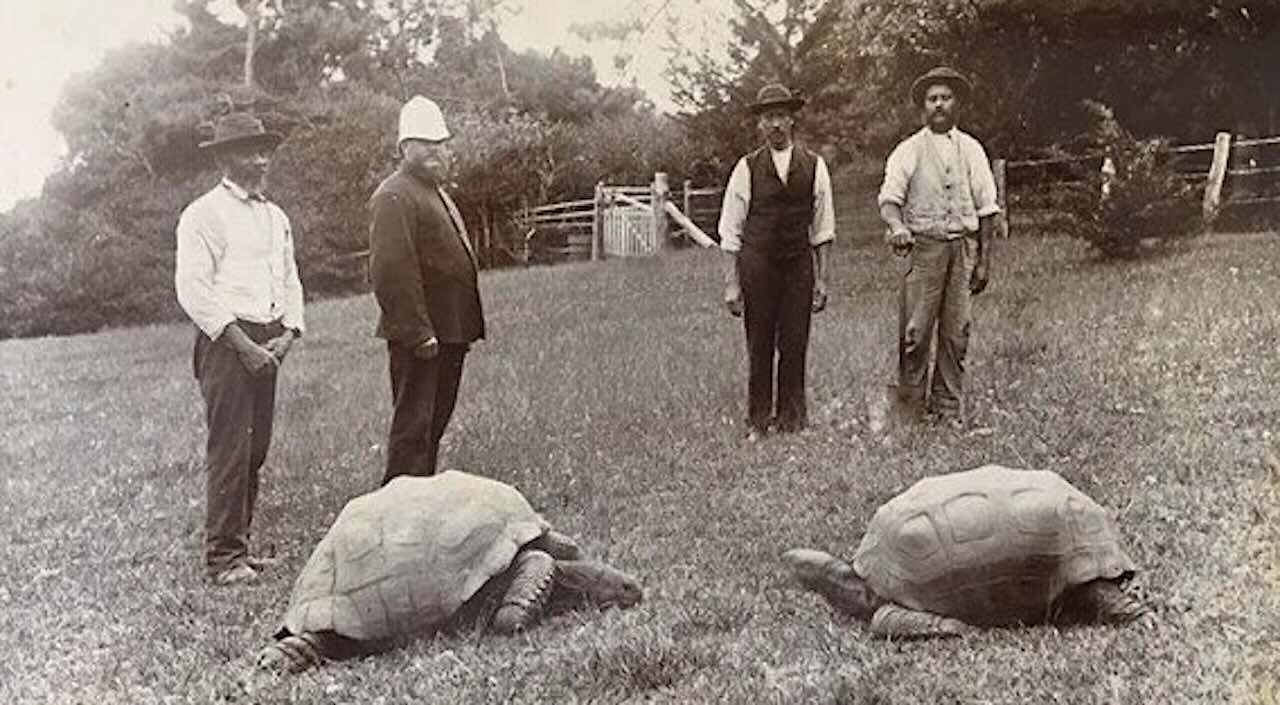Nearly 200-year-old Tortoise Becomes First to Contribute Extraordinary Epigenome to Research on Aging