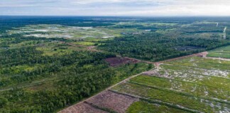 ‘World’s Largest Deforestation Project’ Halted Early, Saving Potentially 4 Million Acres