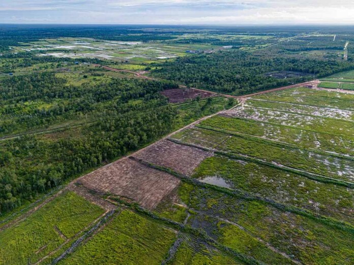 Land cleared in South Papua for rice and sugar cultivation - credit, Yusuf Wahil Mighty Earth