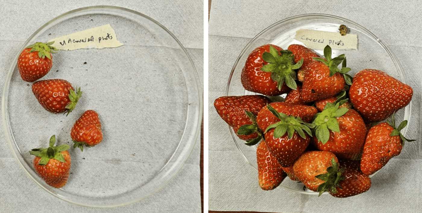 Drape Some of This ‘Plant Armor’ Fabric Over a Strawberry Patch to Triple Yields with Less Pesticides