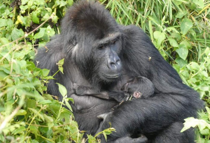 Lulingu and her infant - credit, Rewild, released