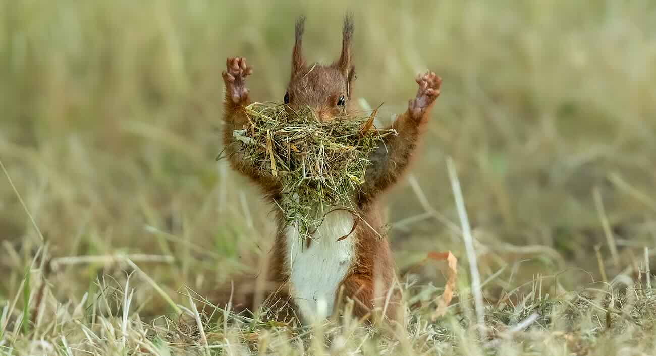 Finalists Win Big Laughs in The Comedy Wildlife Photography Awards – LOOK