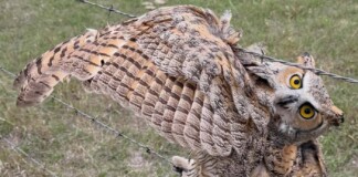 Neighbors Flock to Rescue a Wounded Owl Tangled Up in Barbed Wire