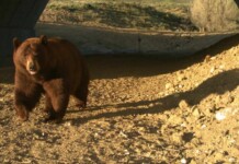 North America’s Largest Wildlife Overpass Is Working: Animal Collisions on I-25 Down 91%