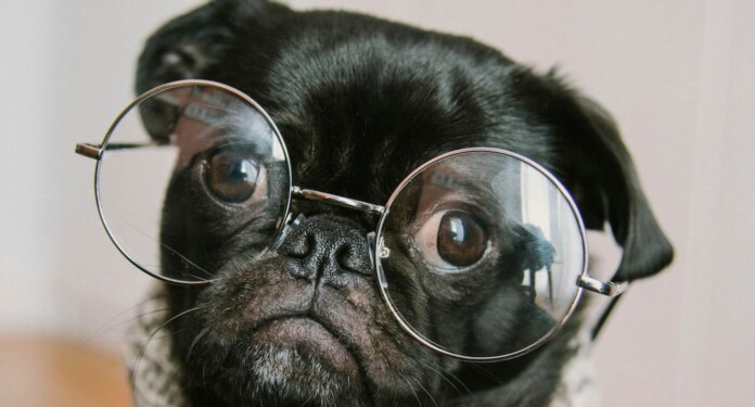 dog pug wise smart charlesdeluvio-pOUA8Xay514-unsplash
