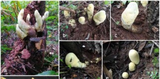 Scientists Shocked to Discover ‘D-rex’, a Giant Fungus from Chinese Forests Dating Back 65 Million Years