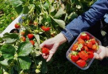 Simple ‘Soil Steaming’ Found as Effective Replacement for Chemicals in Organic Strawberry Farming