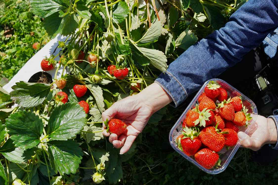 goodnewsnetwork.org - Andy Corbley - Simple 'Soil Steaming' Found as Effective Replacement for Chemicals in Organic Strawberry Farming