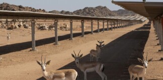 Saudi Solar Park Proves Brilliant Breeding Ground for Threatened Sand Gazelles