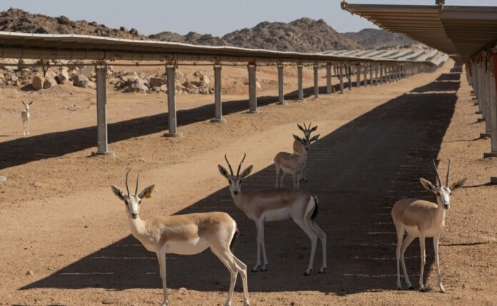 - supplied by the Prince bin Salman Nature Reserve